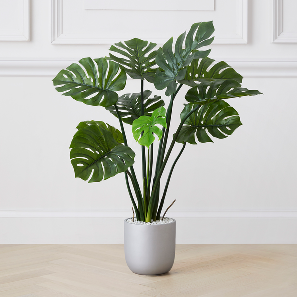 Plants/Monstera Plant.png